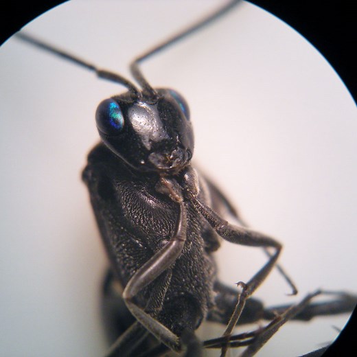 Sobre la avispa parasitoide Evania appendigaster (Hymenoptera, Evaniidae)