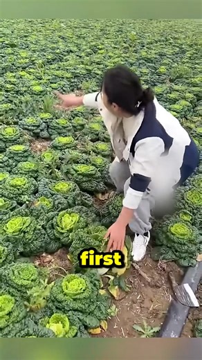 Unique Farming Techniques of China | Mr.story.en