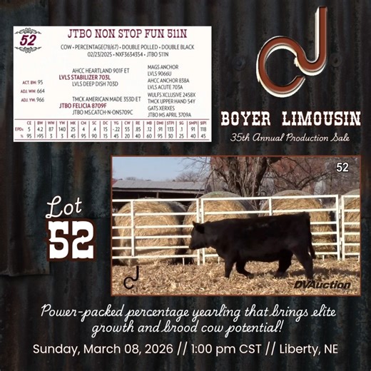 Boyer Limousin 35th Annual Production Sale Sunday, March 08, 2026 @ 1:00 pm Central At the Farm Near Liberty, NE Online at DVAuction.com Selling 66 Bulls & Females, including Yearling and 2-Year Old Bulls, Fall Pairs, Spring Breds and Open Heifers Catalog & Videos online now: https://bit.ly/4snE5Ud | Livestock Digital