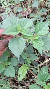 1.1M views · 10K reactions | Umdlavuza/Canser #spirituality #viralreelschallenge #reelsviralfb #Cancer #reelsfacebook #herbs #naturecures #cancertreatment | KwaMaqethuka Silungile | Facebook