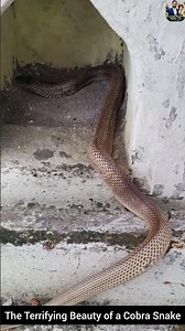 The Terrifying Beauty of a Cobra Snake #snake #wildliferescue #cobra #wildlifeentertainment