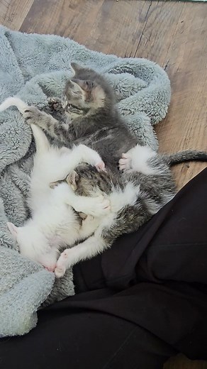 Cherry and Lemon get distracted by Lemons tail at the end, haha! | Animal Creep Pet Sitting