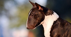 Bull Terrier vs Pitbull: What’s the Difference?