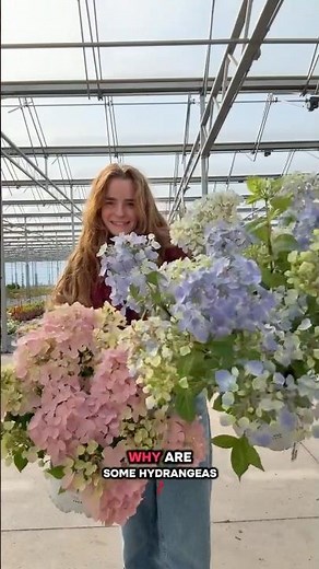 Do you know why some hydrangeas turn pink or blue? #hydrangea #garden