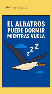El albatros puede dormir mientras vuela gracias a una adaptación cerebral única llamada sueño unihemisférico. Esta estrategia le permite descansar durante sus extensos viajes transoceánicos sin necesidad de aterrizar. Durante el sueño unihemisférico, solo uno de los hemisferios cerebrales entra en estado de reposo, mientras el otro permanece activo y alerta. Esto permite que el albatros mantenga el control del vuelo, evite obstáculos y conserve la orientación espacial, incluso mientras descansa.