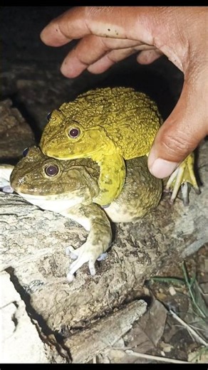 FUNNY BIG BULLFROGS JUMPING FUN😂😁 #frog #funny #animals #jumping