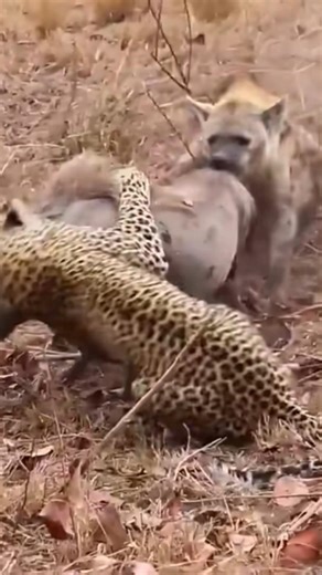 Leopard hunting wildlife #wildlife #animals #leopard #hyena #africa