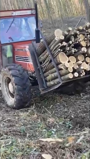 Classic Fiat 100-90 Climbing the Hill with Heavy Logs | Old Power Beats Modern Tractors 🇮🇹🚜
