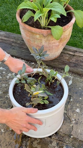 Alstroemeria Pot