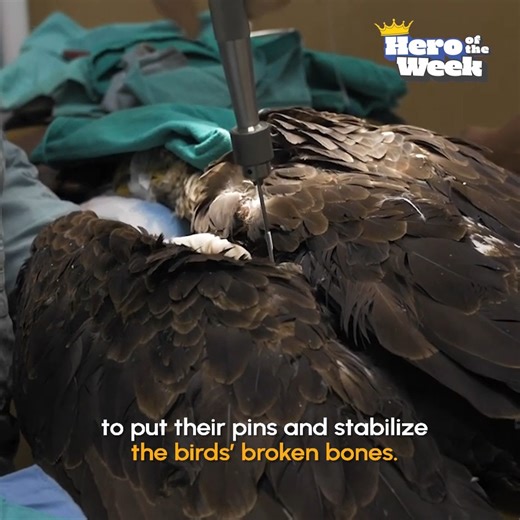 Watch this heroic veterinary perform a complicated surgery on an injured bald eagle 🦅 | The Pet Collective