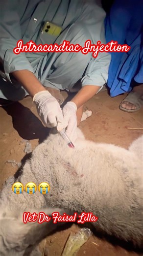 Intracardiac Injection#drfaisallilla #shots #trending #viralshort #shots #viral #short#shortsfeed