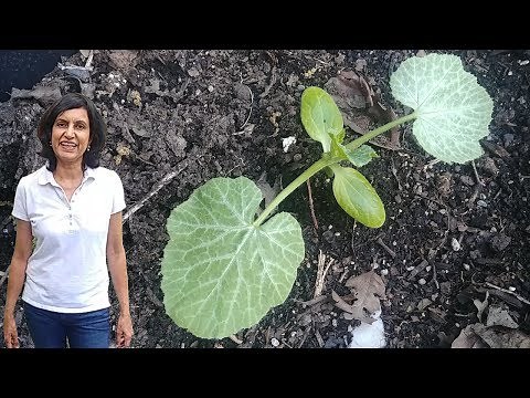 Growing Zucchini From Seeds - First 6 Weeks with updates