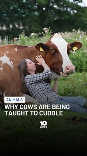 4.8K views · 18 reactions | As global dairy prices begin to fall, farmers are turning to alternative sources of revenue including selling cow cuddles. The affectionate heifers are being taught to sit and snuggle while their new friend relaxes to their soothing heartbeat. Watch more from 10’s Late News. #10news #cows #animals | 10 News | Facebook