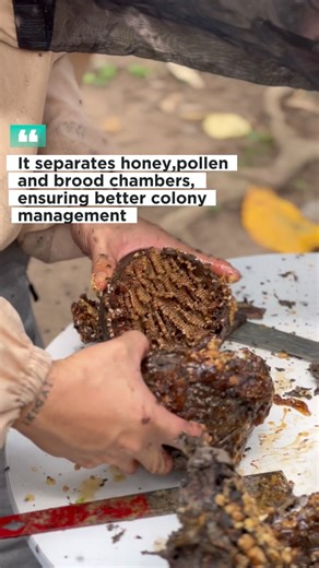 43 reactions · 27 shares | The Coco Tech Hive is an eco-friendly hive for stingless bees. It separates brood, honey, and pollen chambers, ensuring better colony management, hygiene, and efficient honey harvesting using coconut materials. #themillennialbeekeeper #beekeeping #reelsinstagram #foryou #shorts #honey #reels | The Millenial Beekeeper | Facebook
