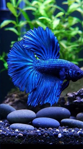 Beautiful Royal Blue Rose Tail Betta | Spirited & Vigorous