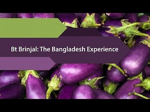 Bt Brinjal: The Bangladesh Experience