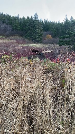 Majestic Moose in Natural Habitat
