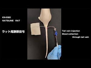 NATSUME RAT ラット尾静脈投与 3R(代替) （Tail vein injection Blood collection through tail vein）