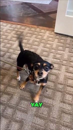 Dog Says Hello: The Unexpectedly Cute Nighttime Greeting! #shorts