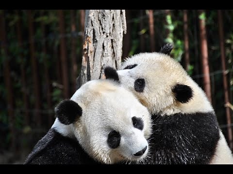 cut and qcut Method of Pandas Library Explained in Details