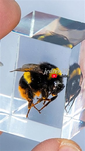 Bumblebee in Epoxy resin