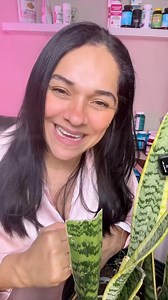 552K views · 16K reactions | Lengua de suegra como tomarla y para que sirve , te dejo aquí la información, la lengua de suegra es un remedio natural para los riñones , pero también ayuda al hígado , articulaciones, mucho más #lengua#de#suegra #rinones #higadograso #paraquesirve | Lourdes Osorio | Facebook