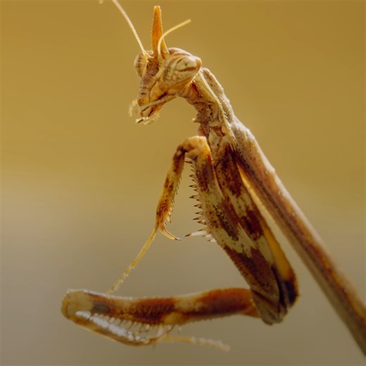 65K views · 744 reactions | Wanna help out some bugs? Of course you do—and Disney conservationists Morgan Belle and Dr. Zak Gezon have some tips on how  Narrated by Awkwafina and inspired by Pixar 's A Bug's Life, #ARealBugsLife is now streaming on Disney+. | National Geographic Animals | Facebook