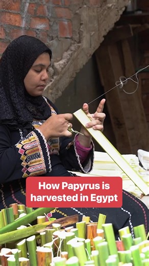 1M views · 7.1K reactions | It takes a year for a papyrus seedling to grow to harvesting size. #papyrus #egypt #harvest | Insider | Facebook