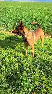 Belgian Malinois: The truth many refuse to hear. #belgianmalinois #malinois