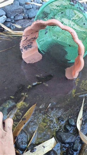 how to catch snakehead fish with frog- SNAKEHEAD FISH #shorts #fish #channa #viralvideo