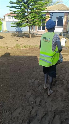 Pass Palm Planting Techniques for Beautiful Landscapes