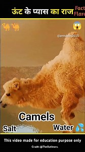 117K views · 1.4K reactions | Why_Camels_Drink_So_Much_Water_at_Once___ #facts #shorts #3danimation #camel #NACL #salt #water #drinkingwater #desert #desertsafari | Fact Flare | Facebook