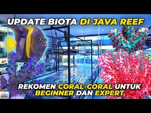UPDATE BIOTA JAVA REEF - CORAL UNTUK PEMULA SAMPE EXPERT ADA DISINI!