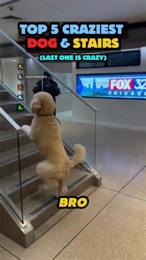 TOP 5 Craziest Dog & Stairs🐶🪜