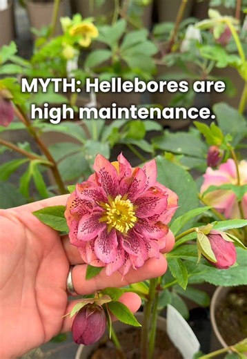 You’ve probably been told this wrong about hellebores. They’re not high maintenance. They’re not delicate. And they flower for months. Winter sorted 🌿 #GardeningTok #PlantTips #Hellebores #wintergarden