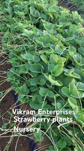 strawberry plants Vikram enterprises- Strawberry plant Nursery #farming #strawberry #strawberryfarm