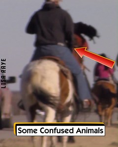 Some Confused Animals | Lisa Raye