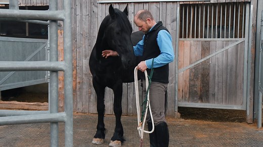 Parelli Natural Horsemanship Level 1 On Line