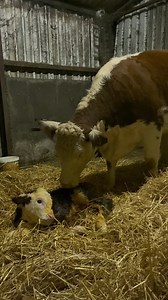 Nothing like a 3am calving after a day out showing cattle 😜 Main thing as always is both cow and calf are out safe and sound 🙏 Calf is sired by a 5 star AI bull and the dam is a 27 month old heifer who we showed earlier in the season 😎 #calving24 #sucklers #herefords #bullcalf #kilsunny | Kilsunny Pedigree Herds