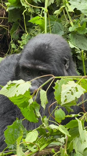 Eye to eye with a mountain gorilla 🦍🌿 Gorilla trekking in Uganda & Rwanda is wild, powerful, and unforgettable. 📍 Trek with us in Bwindi, Mgahinga & Volcanoes National Park 🌍 www.kisembosimbauganda.com 📩 kisembosimbauganda@gmail.com 📱 WhatsApp: 256 773 286 136 #GorillaTrekking #VisitUganda #VisitRwanda #MountainGorillas #WildlifeExperience | Moses Kisembo