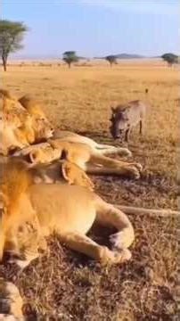 Love You Animals #comedy