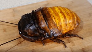 Would You Eat This Cockroach Cake?
