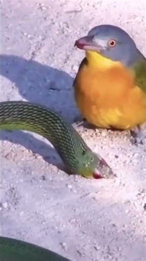 Pure, Raw, Brutal: SNAKE vs BIRD #animalbattle #shorts