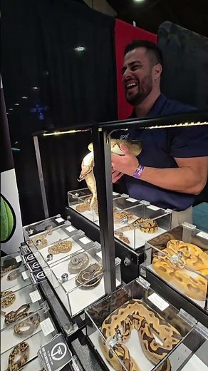 Massive Pied Ball Python at Pomona Reptile Super Show! 🐍 Pitón Bola Pied Impresionante