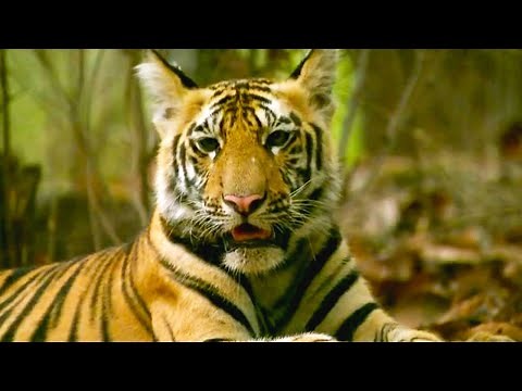 Tiger Cubs Practice Stalking | Expedition Tiger | BBC Earth