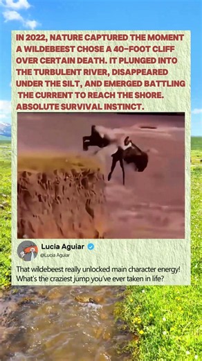 This Wildebeest Took a 40-Foot Cliff Jump to Survive! #Nature #Wildlife #Animals