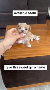 26K views · 135 reactions | 6-Week-Old Maltipoo Available for Adoption This sweet little Maltipoo is 6 weeks old, vet-checked, healthy, and full of love. She’s playful, affectionate, and ready for her forever home. All paperwork and vaccination records are available. Message me if you’re interested in giving this adorable baby a loving home. | Maltipoo pups for adoption | Facebook