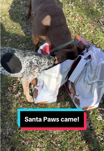 Santa Paws Delivers Joy for Christmas Dogs