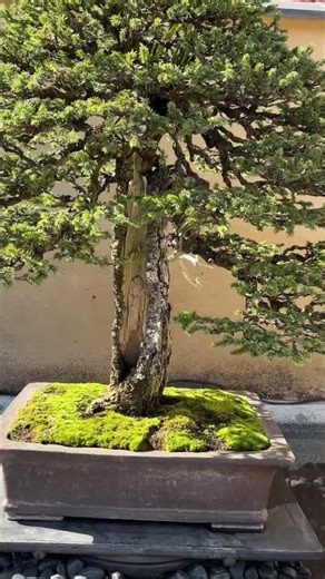 Showakinen-koen #Bonsai #collection #museum #tokyo #japan