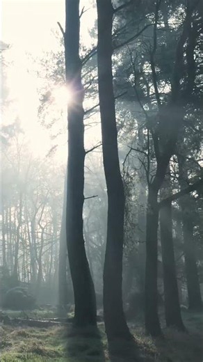 Good Morning Nature 🌿☀️ | Peaceful Forest Sunrise #Shorts